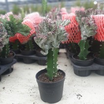 식물공장 춘봉철화 선인장 소품 25~40cm 89 다육식물 플랜테리어