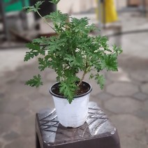 식물 공장 구문초 제라늄 모기퇴치식물 여름식물 로즈제라늄 공기정화식물 59s