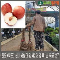 (천도+백도)신비복숭아 경복2호 접목1년 특묘 2주 뿌리원예