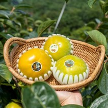 [예약판매] 통영농협 국내산 창녕 태추단감 4.5kg 추석선물세트, 태추단감선물세트 4.5kg(14-16과)