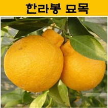 한라봉 묘목 3년생 JJ03