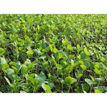 더덕모종 10주(10개), 10개