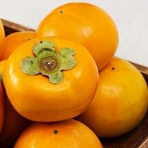 감나무[단감] 결실주 3년생 뿌리분(분달이) 1주, 본품