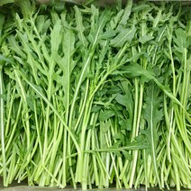 베이비루꼴라 1kg