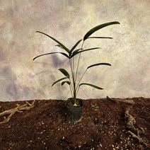 [광합성] 관음죽 소 40cm