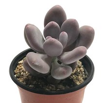 홍미인-미인류/도미인/홍미인/성미인/다육식물