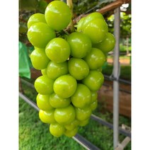 [농장직송] 샤인머스켓 선물세트 고당도 산지직송 제철과일, 1박스, 4kg