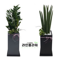 진접꽃배달 진접꽃집 개업화분, 검정, 고무나무