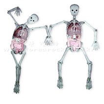 초등 6학년 인체모형 대형사이즈 구조와 기능관찰 10개 연구실 저학년 랩실 초딩