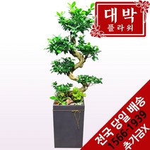 대박플라워 가지마루 개업화분 집들이선물 실내인테리어화분 공기정화식물 관엽식물 꽃배달