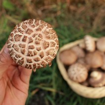 [산지직송] 미트아울렛 생표고버섯 친환경 국산 무농약 참나무 배지, 1kg(하품), 1개