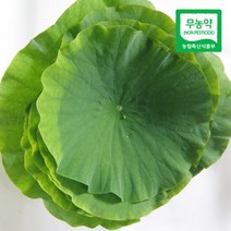 [산지직송] 무농약 자연산 연잎 20장, 단품