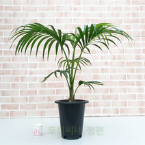 도희씨네 정원>> 강인한 기품이 느껴지는 겐차야자 대형 350″ class=”wr-img”></a></div>
</div>
</div>
</div>
<div class=
