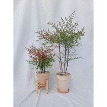 알록달록 남천 나무, 소형, 기본 배송비, 피치색 이태리 토분 full set