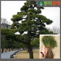 소나무 묘목 해송 3년생50~60센티