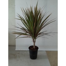 [박씨농원] 레인보우 마지나타/색감이 매력적인 나무, 1개