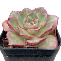 불카누스-에케베리아/넓은잎/붉은색상/반려식물/다육