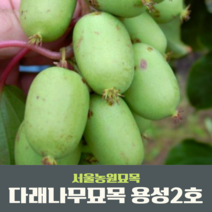 서울농원묘목/다래나무 키위 용성2호 자가결실 유실수 개량왕다래 대과종 원예 포트묘