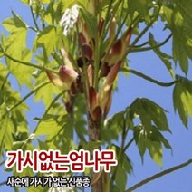민엄나무 가시있는엄나무 포트묘, 민엄나무(가시없는엄나무)20cm전후