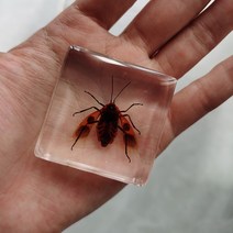 피규어사이트 소형 동물 장식품 실제 곤충 수지 표본 나비 해양 생물학 교육인지 도구 홈 인테리어 액세서, 13 013