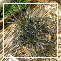 내꽃농원 흑맥문동 포트(전국상록노지월동) 2주 묶음