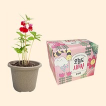 오늘도 새싹 - 지피포트 봉선화 키우기/ 모종키우기 원예체험 재배 식물키우기
