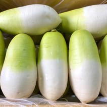 달달하고 아삭한 제주 월동무 김장용 제주무 5kg 10kg 20kg [노블프레쉬], 제주 월동무 20kg(약 10~13개), 1개