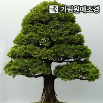 편백나무 상록수 싸이프러스 히노키 가림원예조경, 편백나무 실생3년생(5개세트), 1개