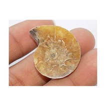 Generic 수집품 수석 희귀석 달팽이 관찰 암모나이트 화석