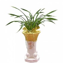 플라워텐 [당일배송 예약배송] 동양란 철골소심 황룡금 금기 승진선물 개업화분, 3번