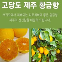 제주 황금향 선물용 4.5k 13-18과 성인병예방 수험생 비타민C 피로회복 명절 다이어트식단, 2.5k 14-18과