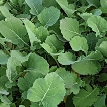 겨울을 이겨낸 면역력 덩어리 삼동초(유채) -산지직송 당일수확, 500g, 1개