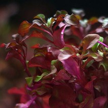 알테난테라 레시드 4촉 - (수초 키우기쉬운수초), 1개