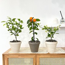 한라봉나무 감귤나무 오렌지레몬나무 묘목 토분 유실수 결실주, 디그리아 이태리아레나 + 토분받침