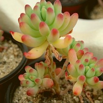 을려심 예쁜 다육 랜덤 0202-17, 단품
