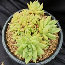 [메카다육]036-0620 마리아철화군생(화분포함)