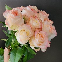 [플라워365마켓] 하젤 장미 꽃배달 싼곳 도매 생화꽃 경매 택배 발송, 하젤 장미5송이