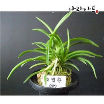 나라아트 풍란 동양란 난화분 모음, 07. 소엽란(중품)