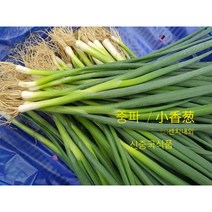 [신중국식품] 싱싱중파 중국쇼샹충 생으로 먹어도 맛잇는 싱싱파, 1kg, 1개