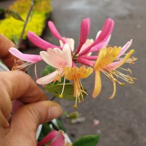 [용이네 화원] 사랑의 인연 인동초 130 농원
