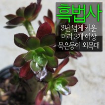 허브여울다육 흑법사(머리 3개이상 묵은둥이 외목대) 지름 9cm 소품화분, 1개