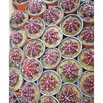 행복한꽃순이/자목단선인장(10cm분), 5개