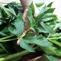 맛군 유기농 케일 신선초 비트, 1box, 유기농 신선초 1kg