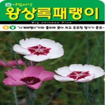 AR 왕 상록패랭이 소포장 꽃이 큰 씨앗