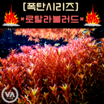 [수초폭탄] 기간한정 반값할인!!! 붉다 붉어 로탈라블러드(25촉) / 수초 레이아웃 초보수초 어항 잔디 새우 구피 미니어항