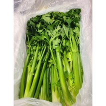 국내산 샐러리 5Kg/3kg/2kg Celery 녹즙용 주스용 쥬스용 요리용 싱싱한 셀러리 celery 대용량 녹즙재료 생샐러리 통샐러리 5k, 5kg, 1개
