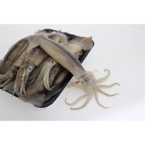 총알 통통 오징어 1kg, 2kg1000할인, 1개