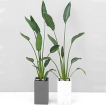 FRP 대형식물 화분 개업 실내공기정화식물 금전수 극락조 여인초 아레카야자 몬스테라, FRP 그레이