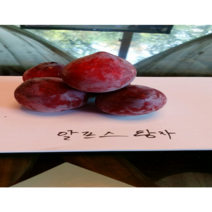 신품종 자두묘목 자두나무 특선 트리팜, 블랙잼