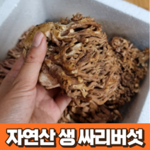 자연산 생 싸리버섯 1kg 국산 강원도 지리산 싸리버섯 국내산 채취 산지 직송 싸리 버섯 빗자루 버섯 참싸리버섯 송이싸리버섯 물싸리버섯 보라싸리버섯 물푸레싸리버섯 황금싸리버섯, 1개